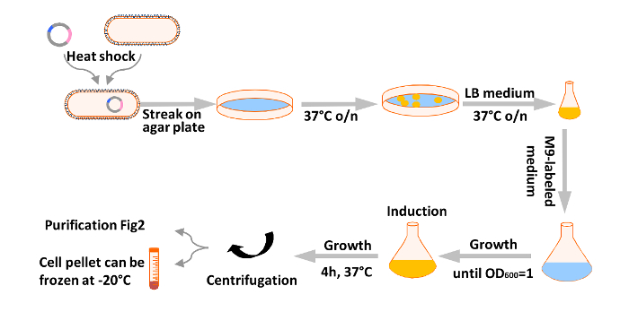 Bacterial transformation process flowchart: heat shock, agar streaking, LB growth, centrifuge, freeze.