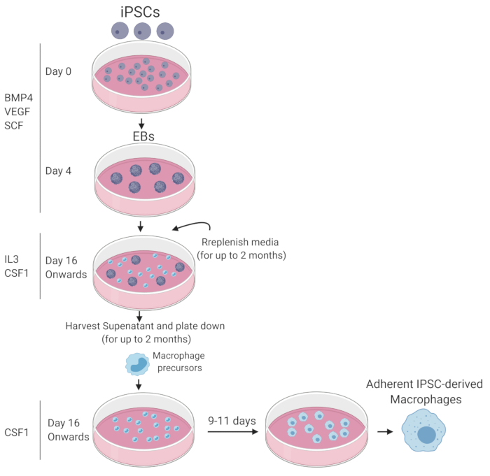 figure-results-1 iPSC to macrophage differentiation process; timeline diagram; BMP4, VEGF, SCF, IL3, CSF1 factors.