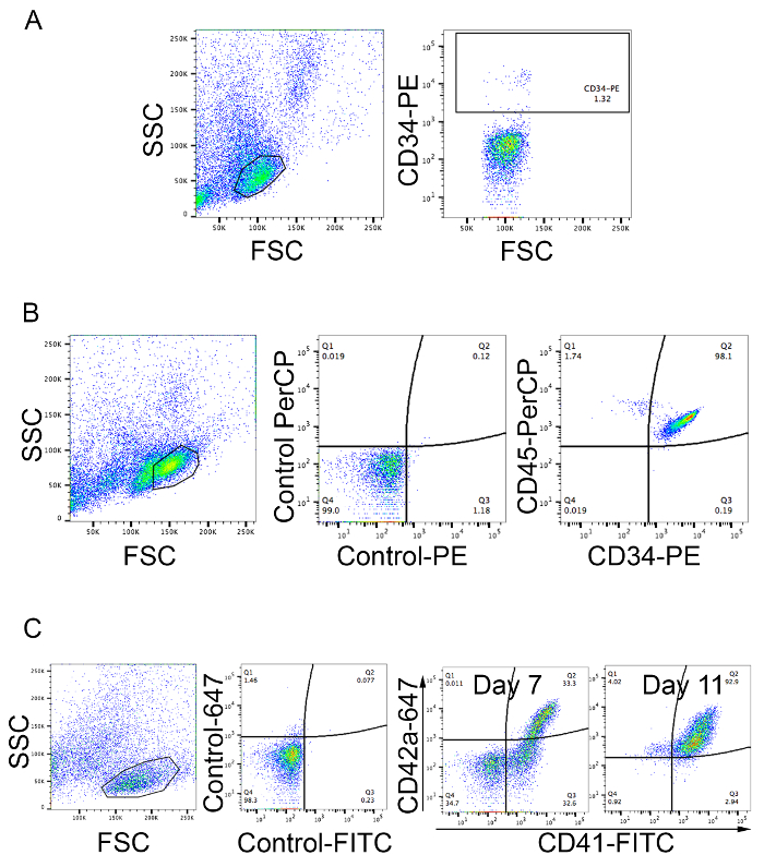 Flow cytometry analysis, scatter plots, CD markers; method for cell population identification, SSC vs. FSC.