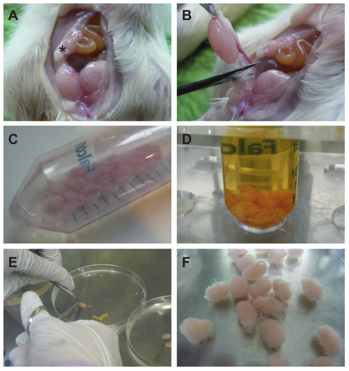 figure-results-1 Rodent ovary dissection, tissue isolation, and preservation for further analysis, experiment steps shown.