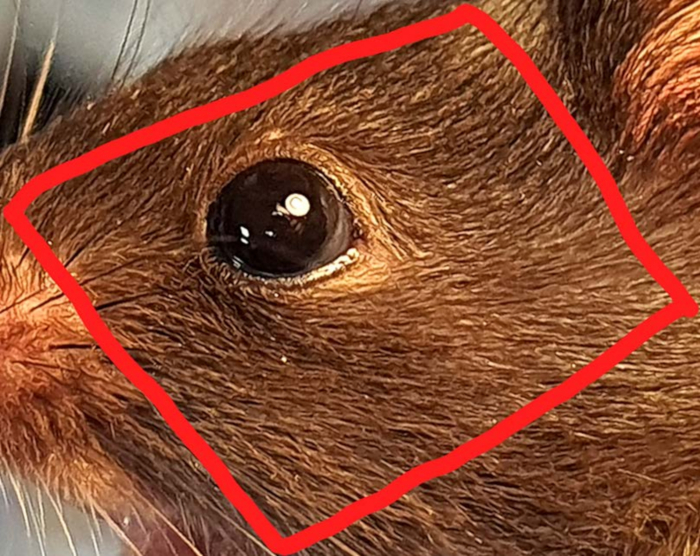 Mouse cranial area study, close-up diagram, focusing on fur patterns and eye region for research.
