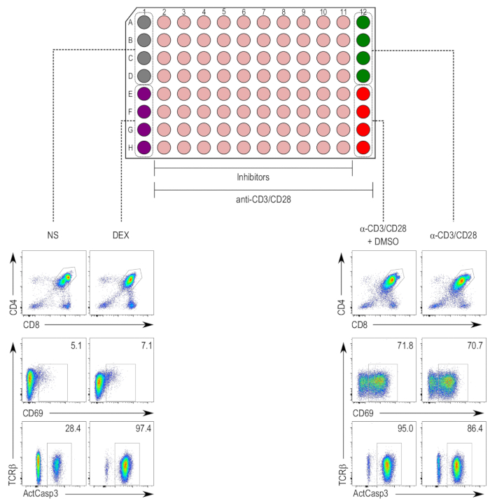 96-well plate flow cytometry diagram; CD3/CD28 activation, inhibitor effects on CD4/CD8 markers.