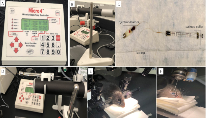 MicroSyringe pump controller setup with syringe injection system for precise drug delivery in mice.