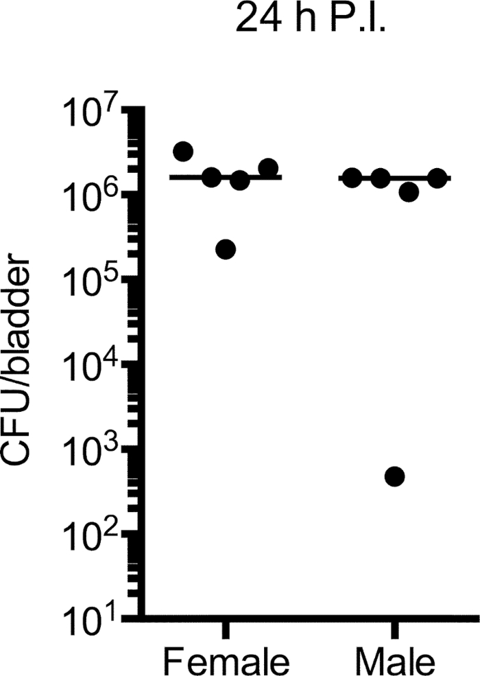 Bacterial colony count graph at 24h post-infection, CFU per bladder, gender comparison.