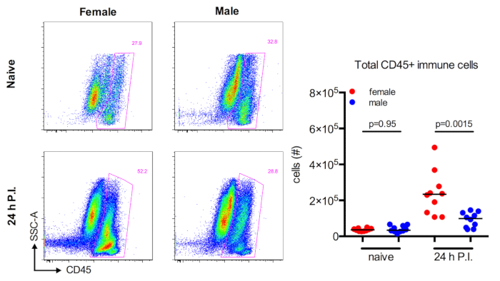Flow cytometry dot plots and graphs; CD45+ immune cells; male vs female; data analysis results.