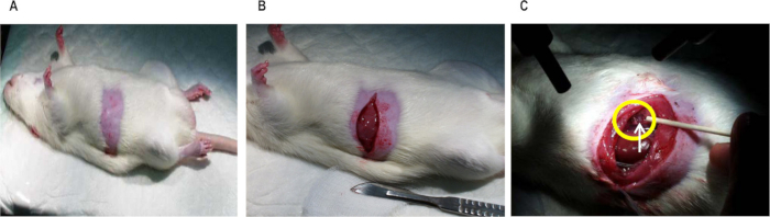 Rodent surgical procedure, wound healing experiment; step-by-step incision and biopsy diagram.