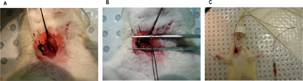 Surgical technique in rodent model demonstrating incision and suture process for medical research.
