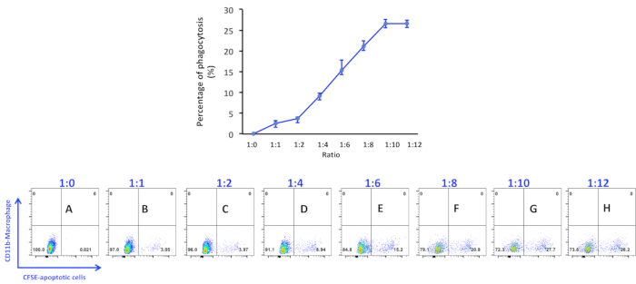 Flow cytometry diagram; phagocytosis percentage vs. cell ratio; CFSE-apoptotic cells analyzed.