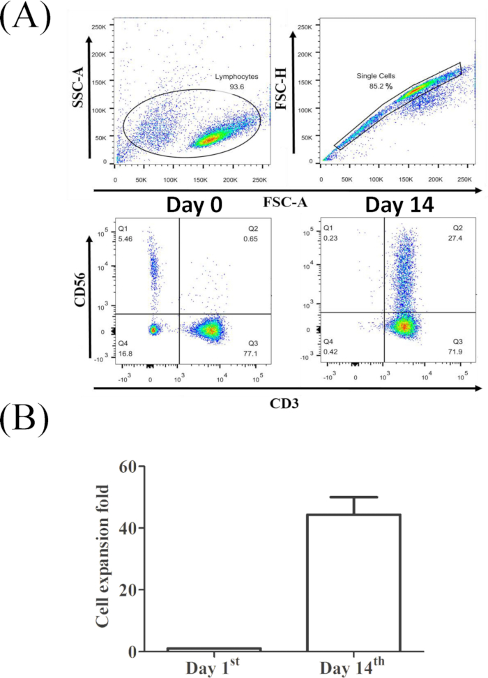 Flow cytometry analysis, lymphocytes gating. Day 0 and 14 results, cell expansion bar chart, CD56 vs CD3.