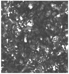 figure-protocol-1 Microscopic image of cellular structure, focusing on texture and pattern analysis for biological research.
