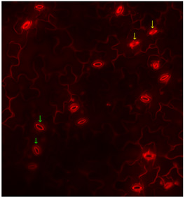 figure-protocol-2 Fluorescence microscopy image of plant cells showing stomata with fluorescence markers.