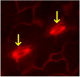 figure-protocol-3 Plant cell structure with fluorescence microscopy; chloroplasts, highlighted in red with arrows.