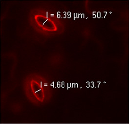 figure-protocol-4 Fluorescence microscopy image showing two elliptical emission patterns with intensity measurements.