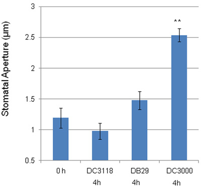 figure-protocol-5 Stomatal aperture bar chart, comparing measurements at different time points and treatments.
