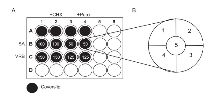 Multiwell plate analysis diagram, cycloheximide/puro treatments, cellular response quantification.