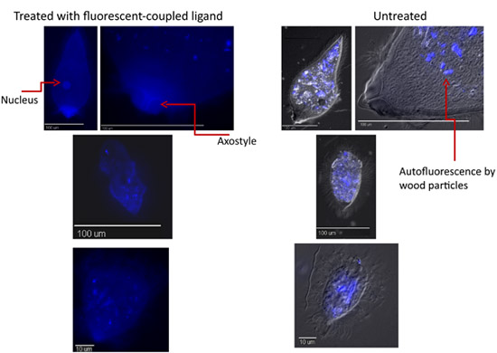 figure-protocol-4 Fluorescence microscopy image; nucleus, axostyle in ligand-treated and untreated cells; comparison.