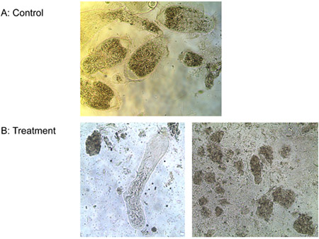 figure-protocol-6 Microscope image, cellular morphology, control vs. treatment comparison, cell structure analysis.