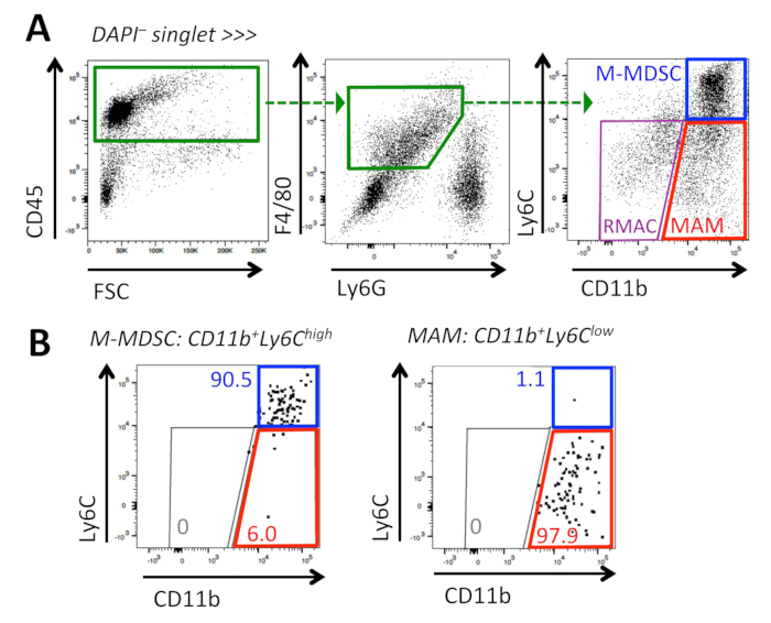Flow cytometry analysis, CD45+ cells, myeloid-derived suppressor cell (MDSC) identification, dot plots.