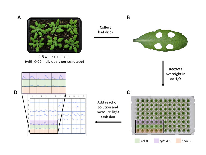 figure-results-1 Plant experiment diagram: leaf disc collection, recovery, light emission measurement in 96-well plate.