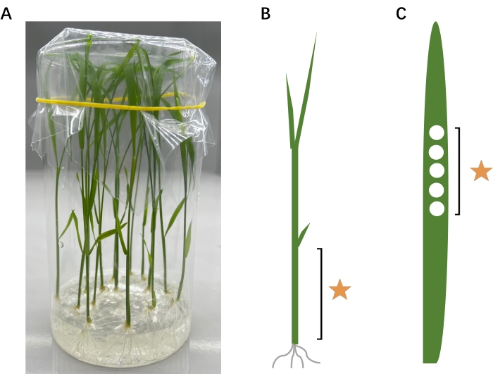 In vitro plant growth diagram with seedling developmental stages for botanical research.