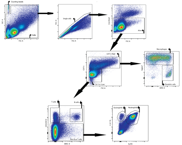 Flow cytometry diagram, cell sorting process, FSC-SSC analysis, immune cell identification.