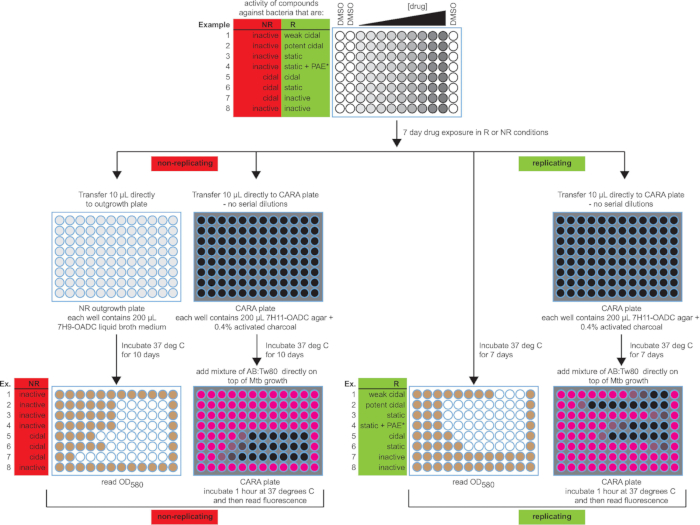 Antimicrobial assay diagram; drug exposure on replicating/non-replicating bacteria; OD580, fluorescence.