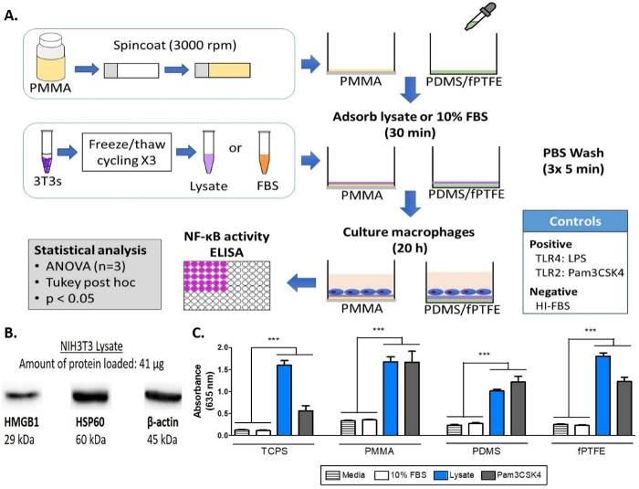 Macrophage culture experiment diagram with NF-κB ELISA analysis and absorbance results.