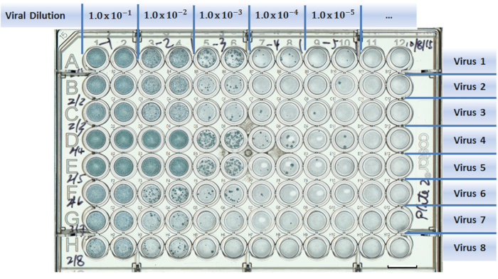 figure-results-1 Viral dilution plate diagram, serial dilution process, virus titration analysis, microtiter setup.