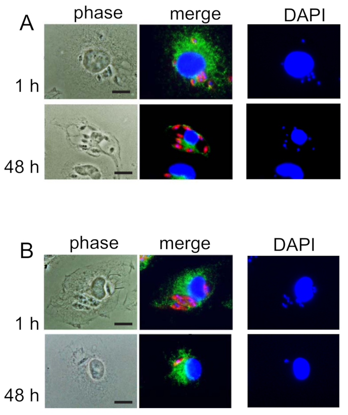 Cell viability analysis; phase contrast, merge, and DAPI staining; fluorescence microscopy.