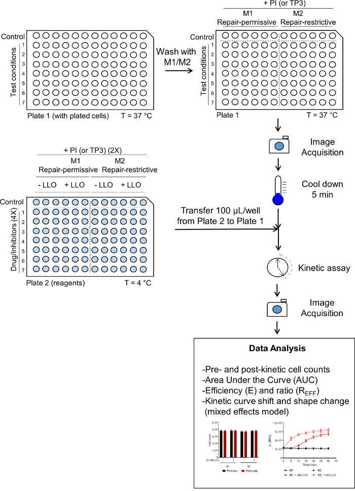 Kinetic assay diagram with 96-well plates for cell analysis, image acquisition, and data analysis steps.