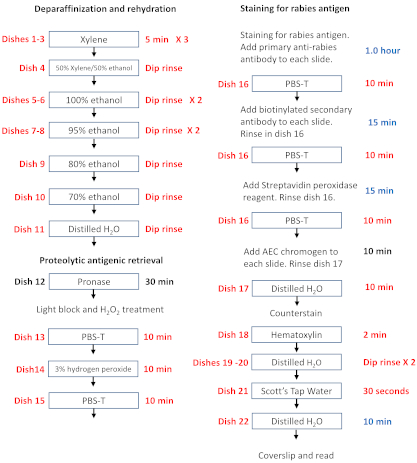 Deparaffinization, rehydration, rabies antigen staining protocol; includes PBS-T and hematoxylin steps.