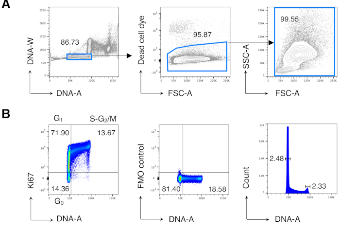 figure-results-1 Flow cytometry analysis, DNA content, cell viability, Ki67, DNA-A, SSC-A, FSC-A, dot plots, gating strategy.