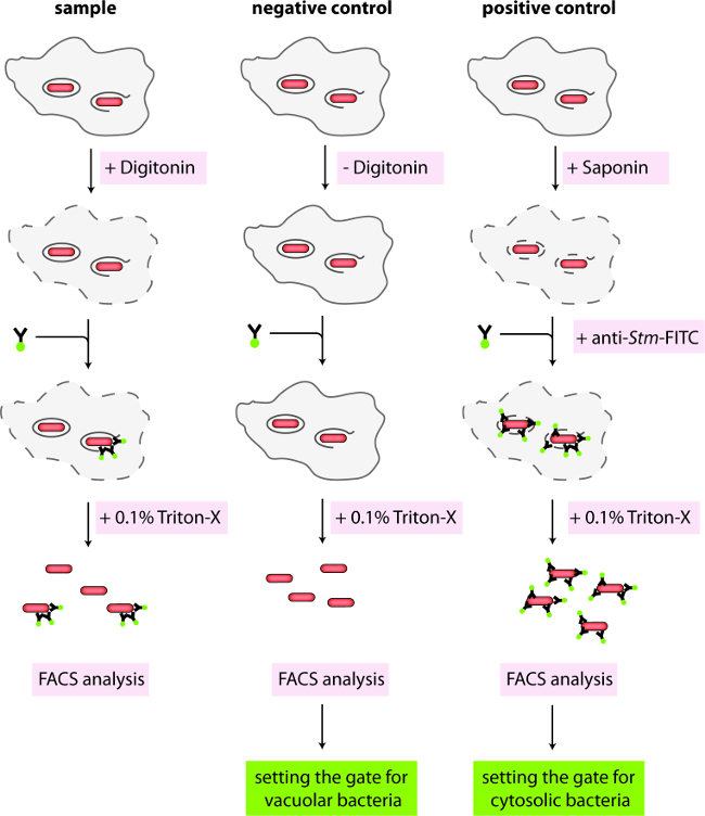 Bacterial compartmentalization analysis using flow cytometry; process diagram showing FACS setup.