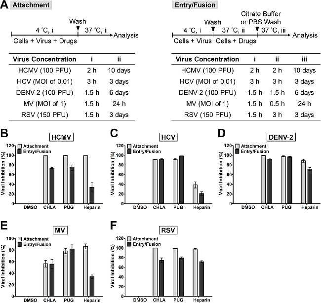 Virus inhibition experiment results; bar graphs compare antiviral effects on HCMV, HCV, DENV-2, MV, RSV.