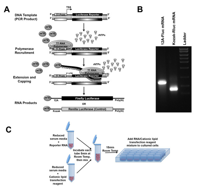 DNA transcription diagram with luciferase reporters; gel for mRNA analysis; RNA transfection setup.