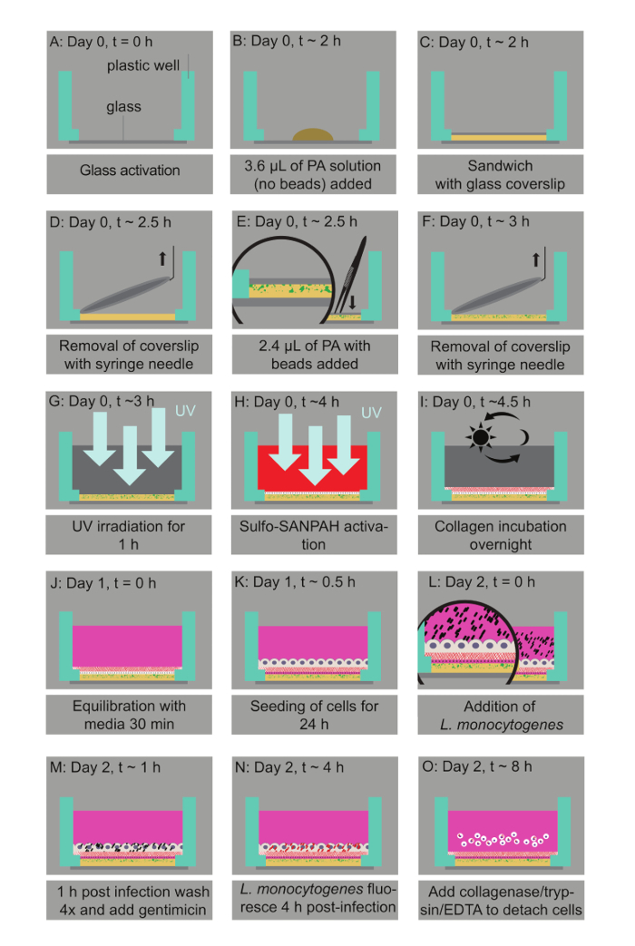 Cell culture workflow diagram; PA solution application, UV activation, collagen coating, cell seeding.