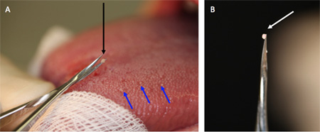 figure-protocol-2 Tongue tissue biopsy procedure; surgical tool incision diagram with sample extraction demonstration.