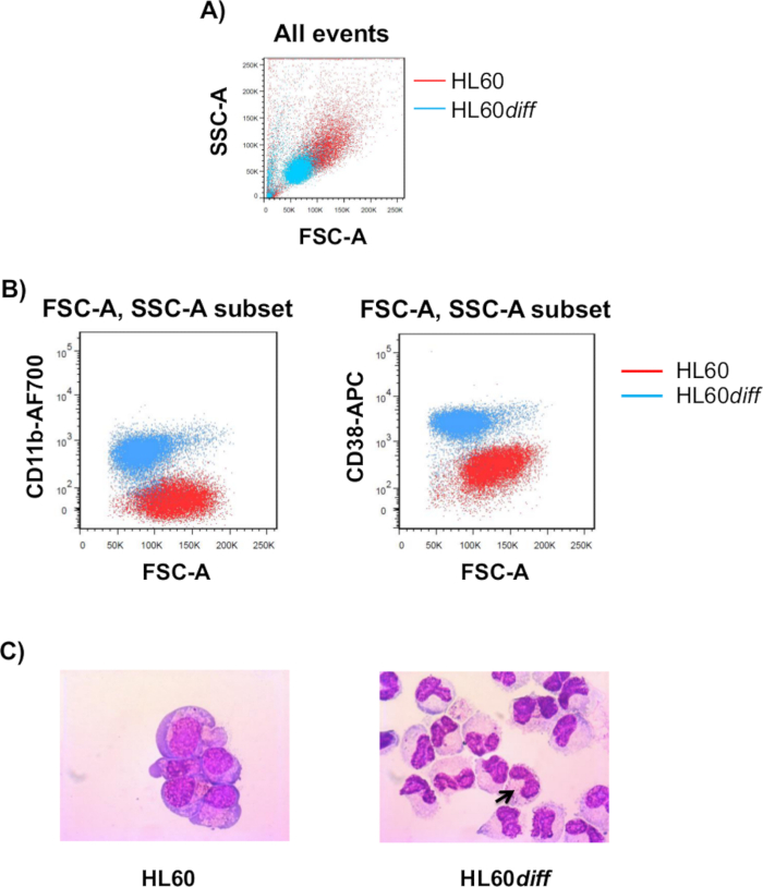 Flow cytometry graph and cell staining images; HL60 and HL60diff differentiation analysis.