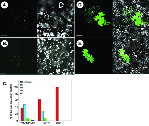 figure-protocol-1 Analiza fluorescencyjna mikroskopowa; ekspresja białek wirusowych; schemat; wyniki eksperymentu; porównanie.
