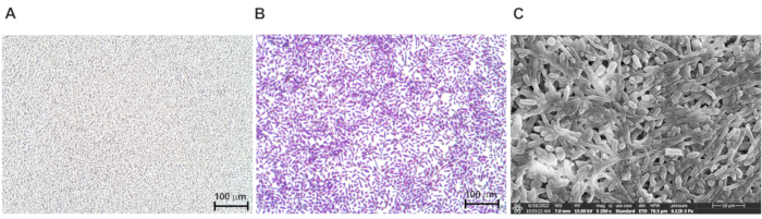 Cell cultures at different magnifications; microscopy images for cellular analysis.