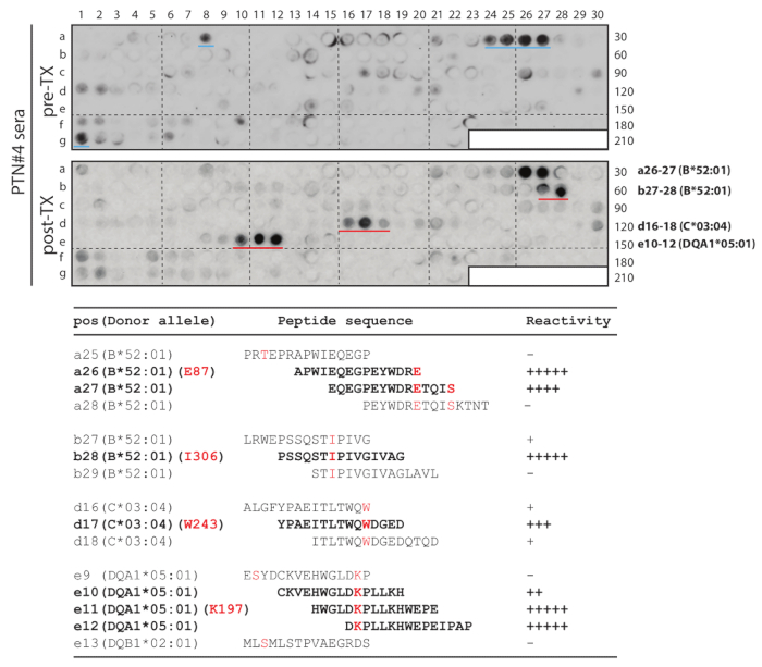 figure-results-2 显示肽反应性的点印迹实验结果;移植前和移植后血清的反应性对比图。