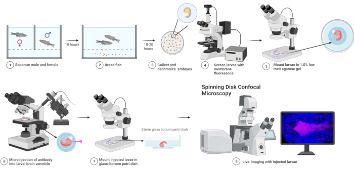 Fish breeding and imaging workflow; confocal microscopy diagram with larval injection and imaging.