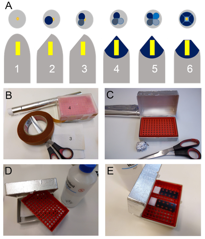 Flow cytometry sample preparation steps; includes labeling, washing, and sorting; experiment kit.