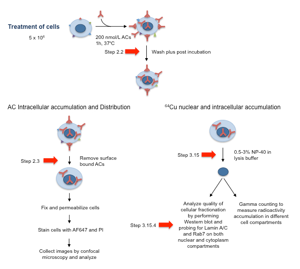Cell treatment and analysis diagram; antibody accumulation; Western blot; confocal microscopy setup.