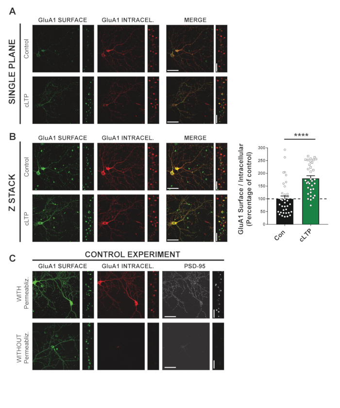Immunofluorescence microscopy showing GluA1 surface/intracellular distribution; cLTP-induced changes.