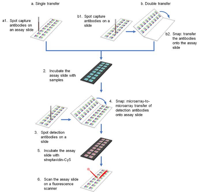 Microarray antibody assay diagram: capture, detect, incubate antibodies, scan with fluorescence.