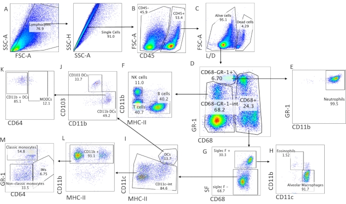 Flow cytometry gating strategy; diagrams show cell population differentiation via CD markers in leukocytes.
