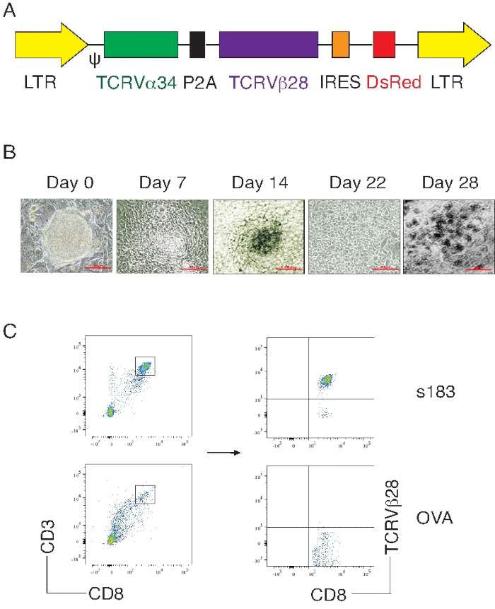 TCR gene construct diagram, cell development timeline, flow cytometry analysis for T cell markers.
