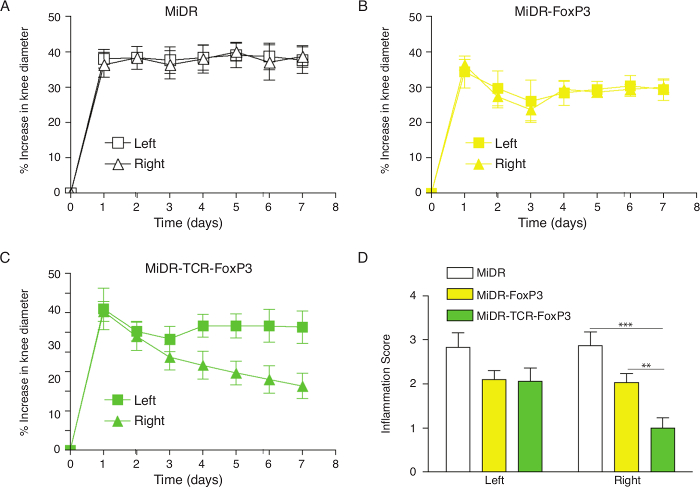 figure-results-1 Knee inflammation analysis graphs; charts showing % increase in diameter and inflammation scores.