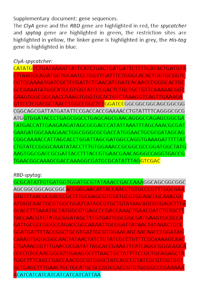 figure-results-1 Gene sequences with color-coded ClyA, RBD, and spytag genes; restriction sites highlighted.